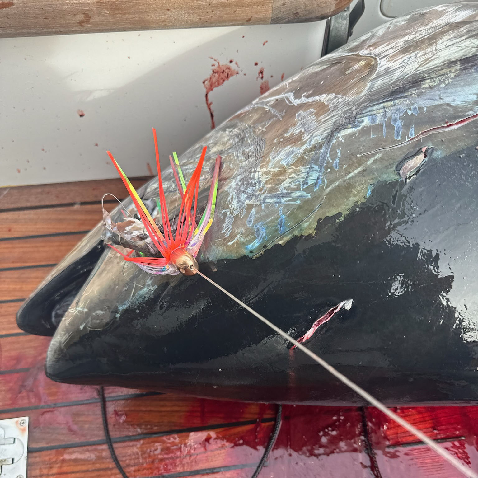 Tungsten Ahi Head - Image 7