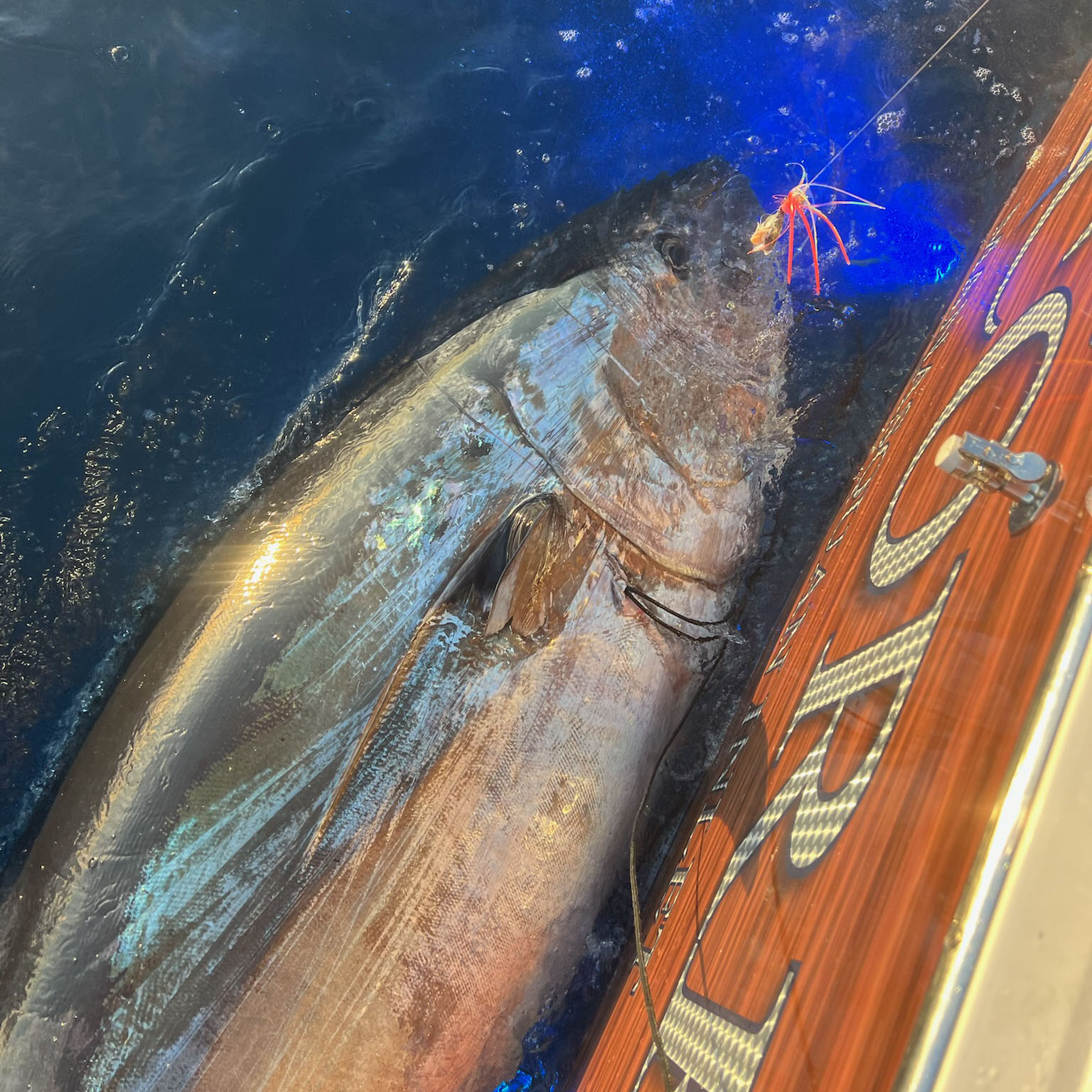 Tungsten Ahi Head - Image 6