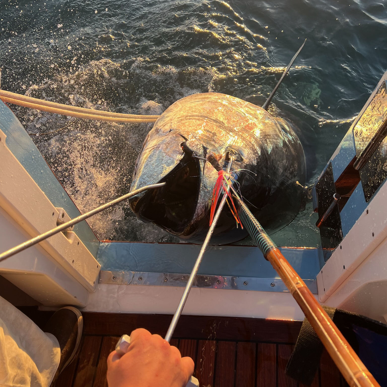 Tungsten Ahi Head - Image 8